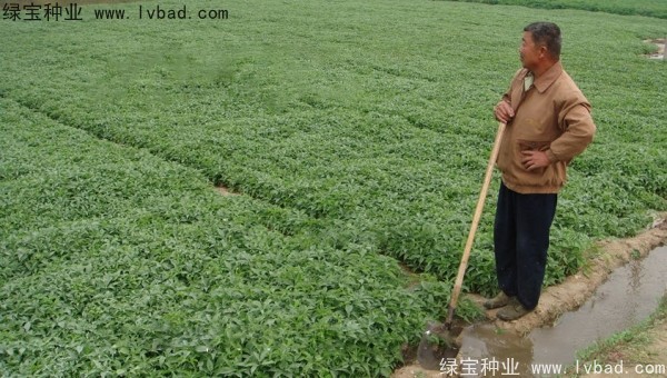 天南星<a href='http://www.njszjj.com/' target='_blank'>種子</a>