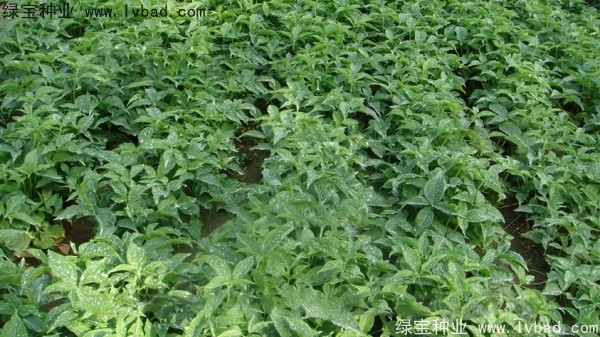 <a href='http://www.njszjj.com/yaocaizhongzi/2303.html' target='_blank'>天南星種子</a>