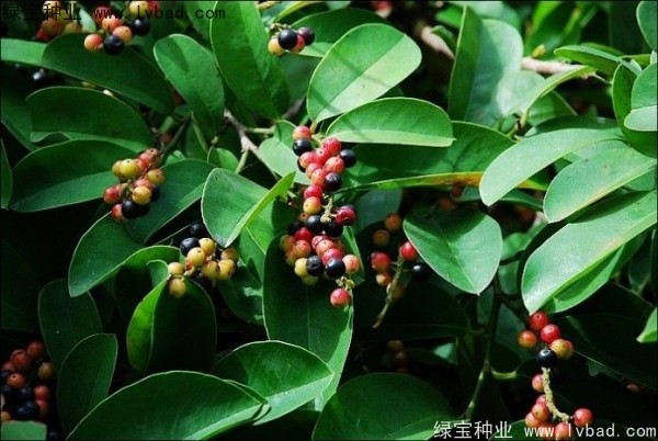 <a href='http://www.njszjj.com/yaocaizhongzi/2305.html' target='_blank'>五味子種子</a>