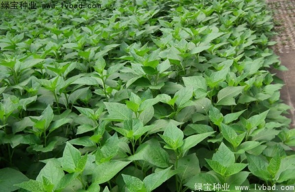 <a href='http://www.njszjj.com/yaocaizhongzi/2306.html' target='_blank'>錦燈籠</a><a href='http://www.njszjj.com/' target='_blank'>種子</a>
