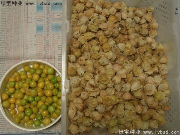 <a href='http://www.njszjj.com/yaocaizhongzi/2306.html' target='_blank'>錦燈籠種子</a>