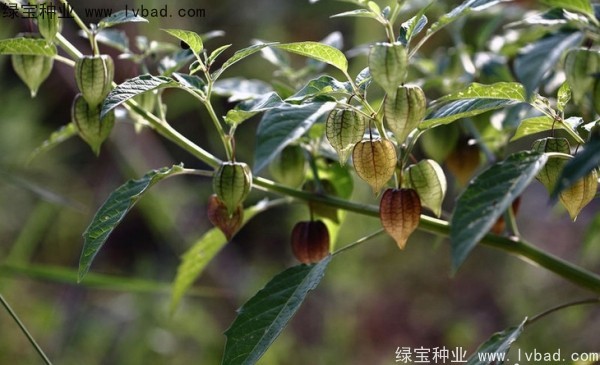 <a href='http://www.njszjj.com/yaocaizhongzi/2306.html' target='_blank'>錦燈籠種子</a>
