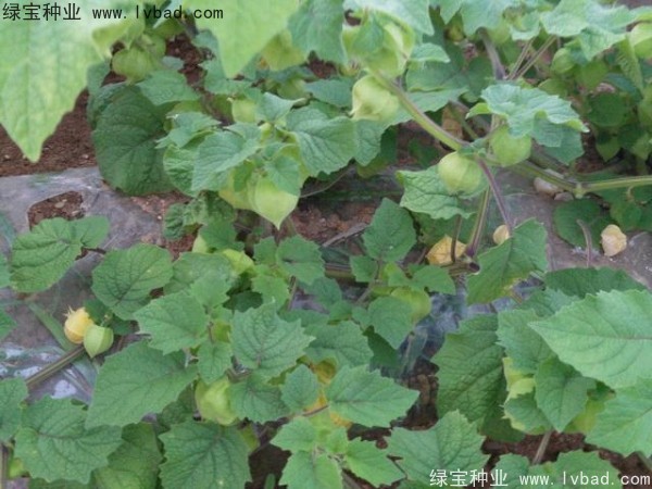 <a href='http://www.njszjj.com/yaocaizhongzi/2306.html' target='_blank'>錦燈籠種子</a>