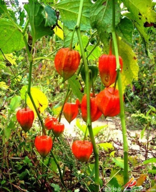 錦燈籠<a href='http://www.njszjj.com/' target='_blank'>種子</a>