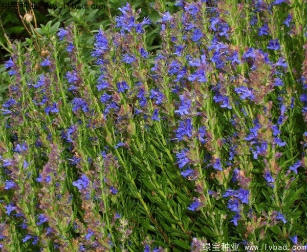 蕓香草<a href='http://www.njszjj.com/' target='_blank'>種子</a>