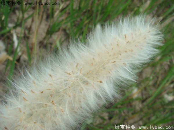<a href='http://www.njszjj.com/yaocaizhongzi/2310.html' target='_blank'>白茅種子</a>
