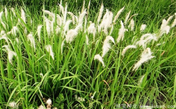 <a href='http://www.njszjj.com/yaocaizhongzi/2310.html' target='_blank'>白茅種子</a>