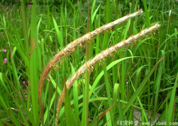 <a href='http://www.njszjj.com/yaocaizhongzi/2310.html' target='_blank'>白茅種子</a>