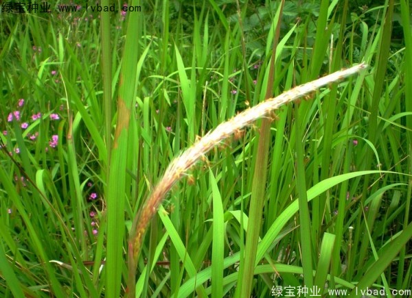 <a href='http://www.njszjj.com/yaocaizhongzi/2310.html' target='_blank'>白茅</a><a href='http://www.njszjj.com/' target='_blank'>種子</a>