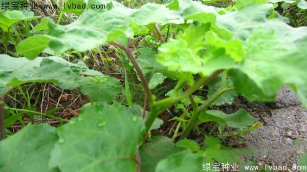 <a href='http://www.njszjj.com/yaocaizhongzi/2313.html' target='_blank'>蒼耳子種子</a>