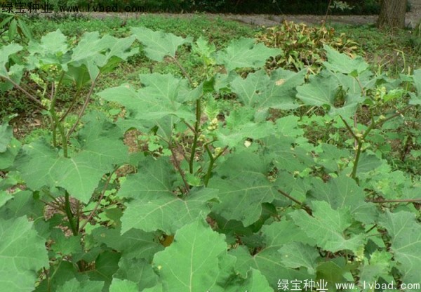 <a href='http://www.njszjj.com/yaocaizhongzi/2313.html' target='_blank'>蒼耳子</a><a href='http://www.njszjj.com/' target='_blank'>種子</a>