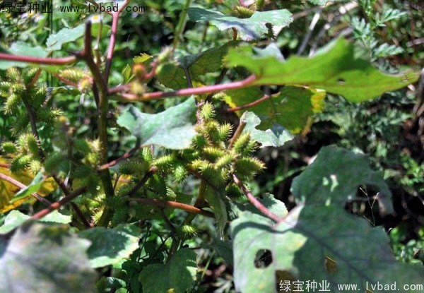 蒼耳子<a href='http://www.njszjj.com/' target='_blank'>種子</a>