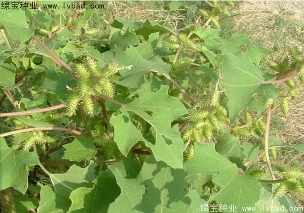 <a href='http://www.njszjj.com/yaocaizhongzi/2313.html' target='_blank'>蒼耳子種子</a>