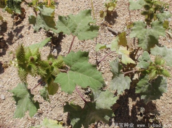 <a href='http://www.njszjj.com/yaocaizhongzi/2313.html' target='_blank'>蒼耳子種子</a>