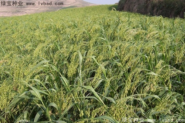 <a href='http://www.njszjj.com/yaocaizhongzi/2314.html' target='_blank'>紅糜子種子</a>