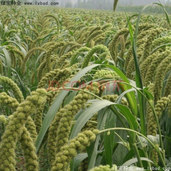 <a href='http://www.njszjj.com/yaocaizhongzi/2314.html' target='_blank'>紅糜子種子</a>