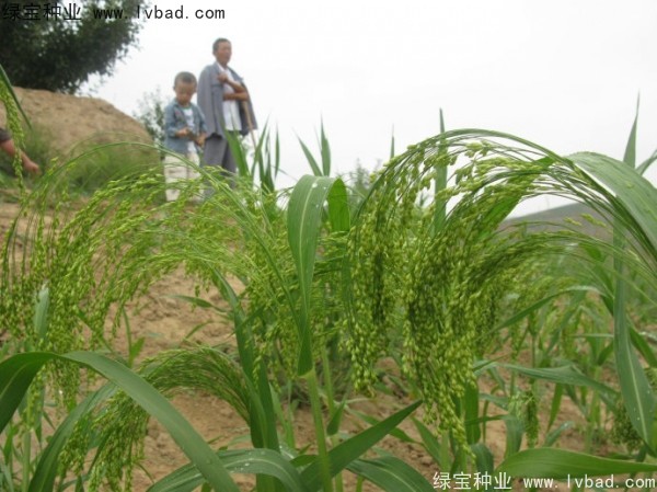 <a href='http://www.njszjj.com/yaocaizhongzi/2314.html' target='_blank'>紅糜子</a><a href='http://www.njszjj.com/' target='_blank'>種子</a>
