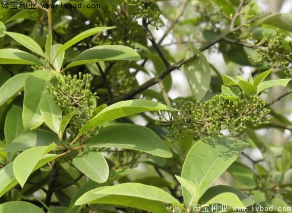 蓽澄茄<a href='http://www.njszjj.com/' target='_blank'>種子</a>
