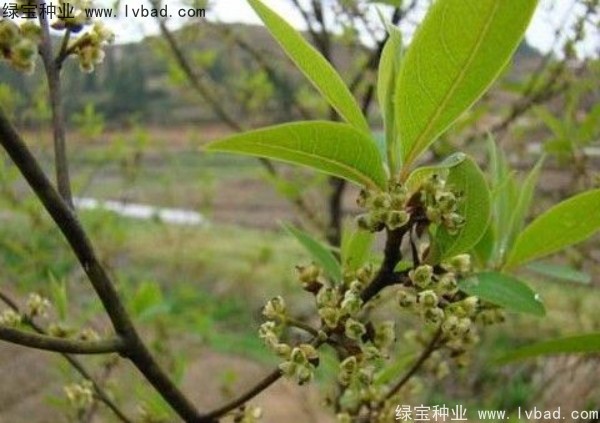 <a href='http://www.njszjj.com/yaocaizhongzi/2315.html' target='_blank'>蓽澄茄種子</a>