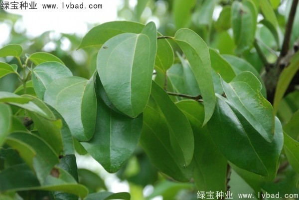 <a href='http://www.njszjj.com/yaocaizhongzi/2315.html' target='_blank'>蓽澄茄種子</a>