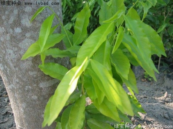<a href='http://www.njszjj.com/yaocaizhongzi/2315.html' target='_blank'>蓽澄茄</a><a href='http://www.njszjj.com/' target='_blank'>種子</a>