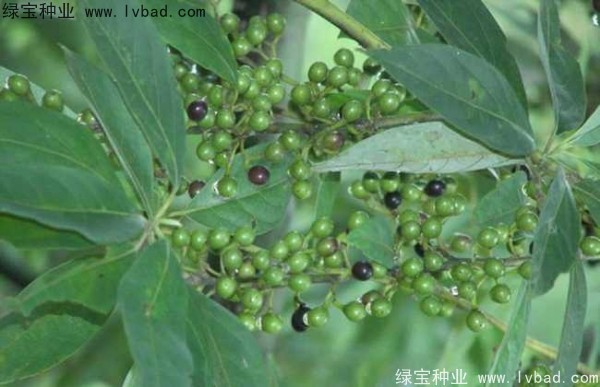 <a href='http://www.njszjj.com/yaocaizhongzi/2315.html' target='_blank'>蓽澄茄</a><a href='http://www.njszjj.com/' target='_blank'>種子</a>