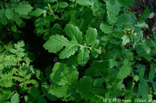<a href='http://www.njszjj.com/yaocaizhongzi/2317.html' target='_blank'>白芥子種子</a>