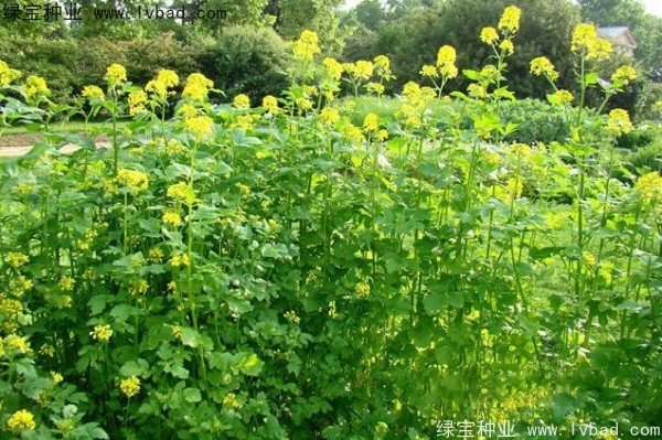 <a href='http://www.njszjj.com/yaocaizhongzi/2317.html' target='_blank'>白芥子</a><a href='http://www.njszjj.com/' target='_blank'>種子</a>