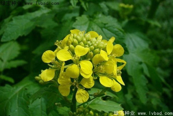 <a href='http://www.njszjj.com/yaocaizhongzi/2317.html' target='_blank'>白芥子種子</a>