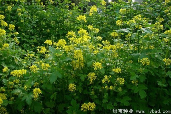 <a href='http://www.njszjj.com/yaocaizhongzi/2317.html' target='_blank'>白芥子種子</a>