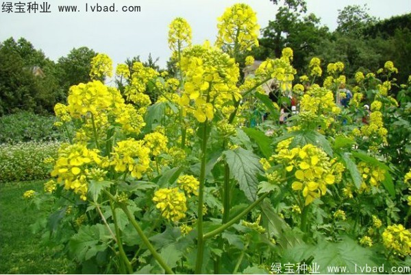 <a href='http://www.njszjj.com/yaocaizhongzi/2317.html' target='_blank'>白芥子</a><a href='http://www.njszjj.com/' target='_blank'>種子</a>