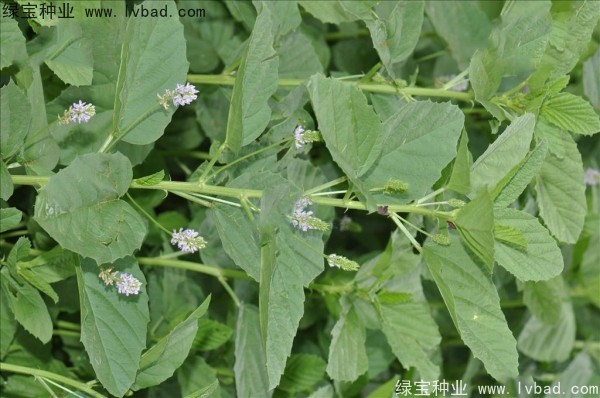 <a href='http://www.njszjj.com/yaocaizhongzi/2318.html' target='_blank'>補(bǔ)骨脂</a><a href='http://www.njszjj.com/' target='_blank'>種子</a>