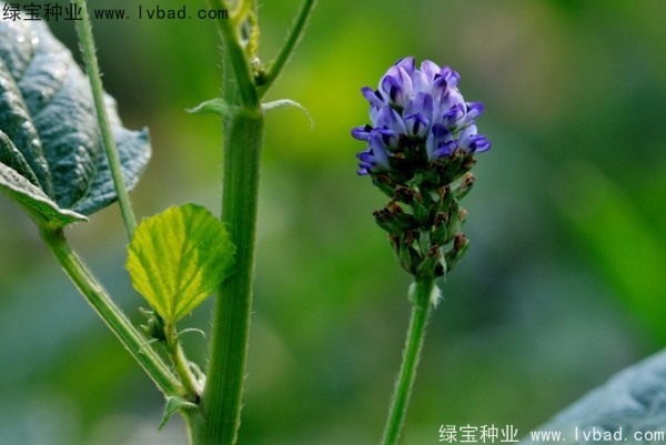 <a href='http://www.njszjj.com/yaocaizhongzi/2318.html' target='_blank'>補(bǔ)骨脂種子</a>