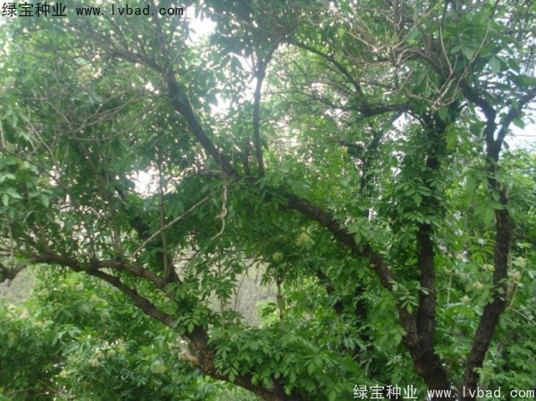 <a href='http://www.njszjj.com/yaocaizhongzi/2319.html' target='_blank'>接骨木</a><a href='http://www.njszjj.com/' target='_blank'>種子</a>