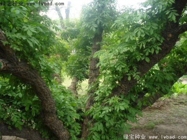 <a href='http://www.njszjj.com/yaocaizhongzi/2319.html' target='_blank'>接骨木種子</a>