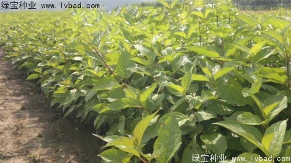 接骨木<a href='http://www.njszjj.com/' target='_blank'>種子</a>