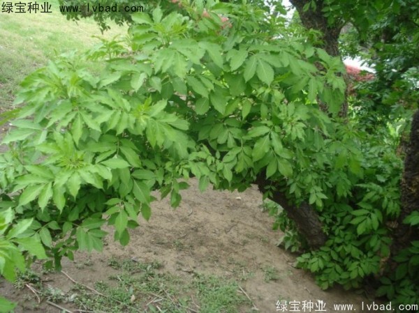 <a href='http://www.njszjj.com/yaocaizhongzi/2319.html' target='_blank'>接骨木</a><a href='http://www.njszjj.com/' target='_blank'>種子</a>