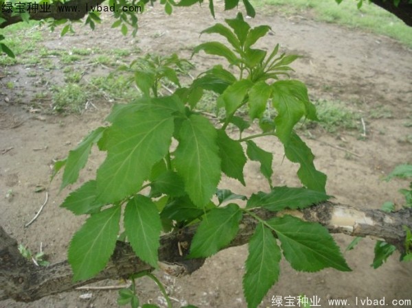 <a href='http://www.njszjj.com/yaocaizhongzi/2319.html' target='_blank'>接骨木種子</a>