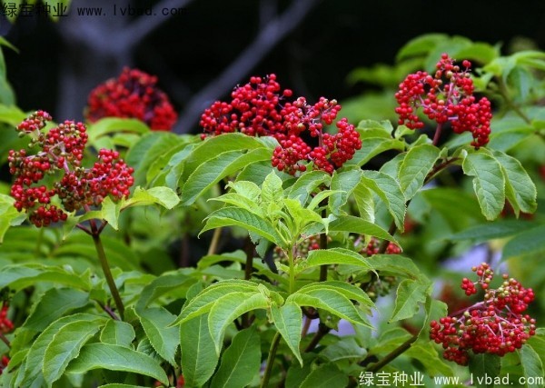 <a href='http://www.njszjj.com/yaocaizhongzi/2319.html' target='_blank'>接骨木種子</a>