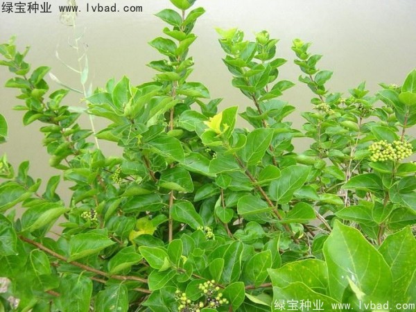 <a href='http://www.njszjj.com/yaocaizhongzi/2320.html' target='_blank'>黃荊種子</a>