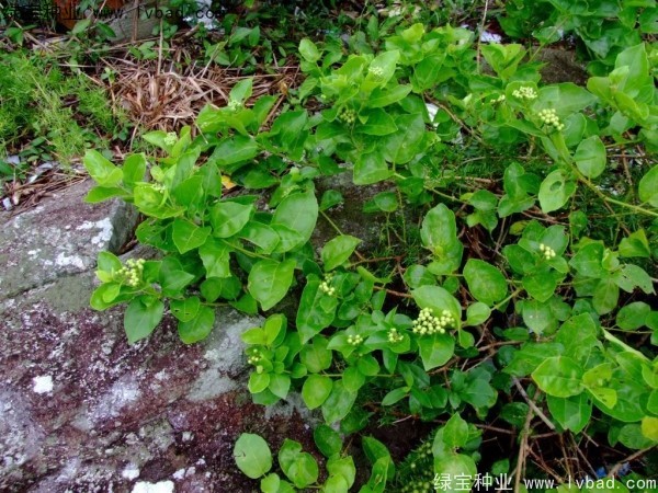 黃荊<a href='http://www.njszjj.com/' target='_blank'>種子</a>