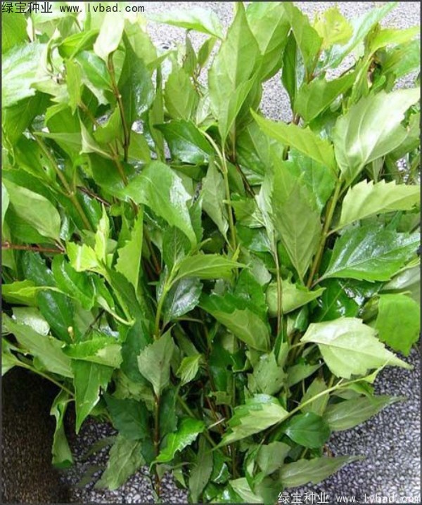 黃荊<a href='http://www.njszjj.com/' target='_blank'>種子</a>