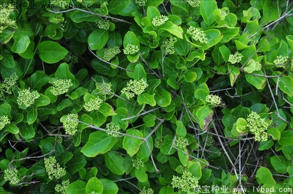 <a href='http://www.njszjj.com/yaocaizhongzi/2320.html' target='_blank'>黃荊種子</a>