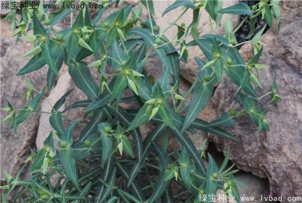 <a href='http://www.njszjj.com/yaocaizhongzi/2322.html' target='_blank'>千金子種子</a>