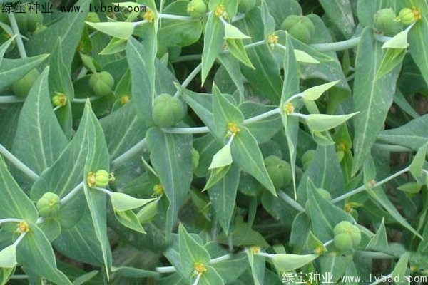 <a href='http://www.njszjj.com/yaocaizhongzi/2322.html' target='_blank'>千金子種子</a>