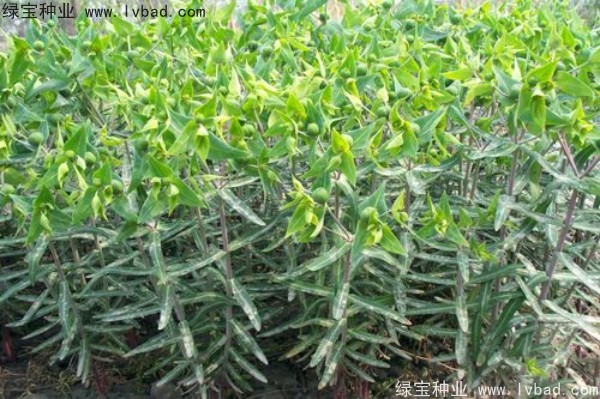 <a href='http://www.njszjj.com/yaocaizhongzi/2322.html' target='_blank'>千金子</a><a href='http://www.njszjj.com/' target='_blank'>種子</a>