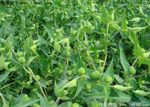 <a href='http://www.njszjj.com/yaocaizhongzi/2322.html' target='_blank'>千金子</a><a href='http://www.njszjj.com/' target='_blank'>種子</a>