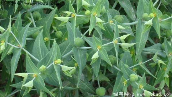 <a href='http://www.njszjj.com/yaocaizhongzi/2322.html' target='_blank'>千金子種子</a>
