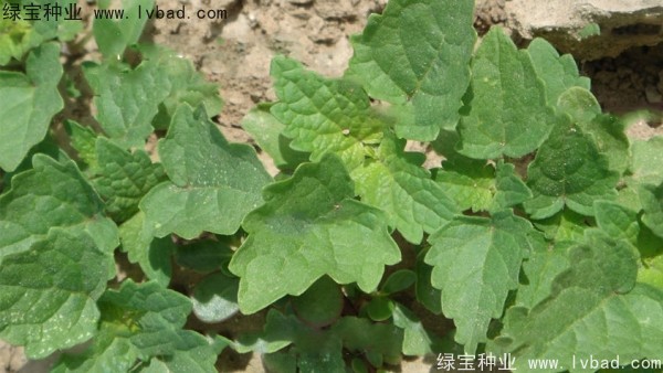 <a href='http://www.njszjj.com/yaocaizhongzi/2323.html' target='_blank'>藿香種子</a>