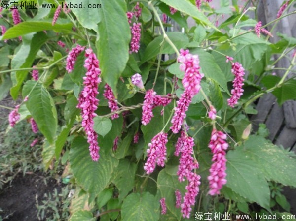 <a href='http://www.njszjj.com/yaocaizhongzi/2324.html' target='_blank'>水紅花種子</a>